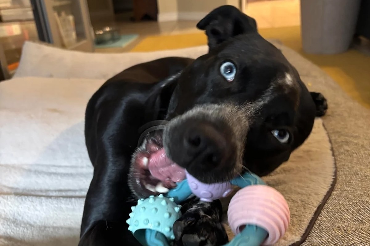 A black dog with blue eyes playing with chew toys.