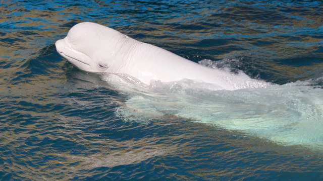 A beluga whale surfaces in clear blue water.