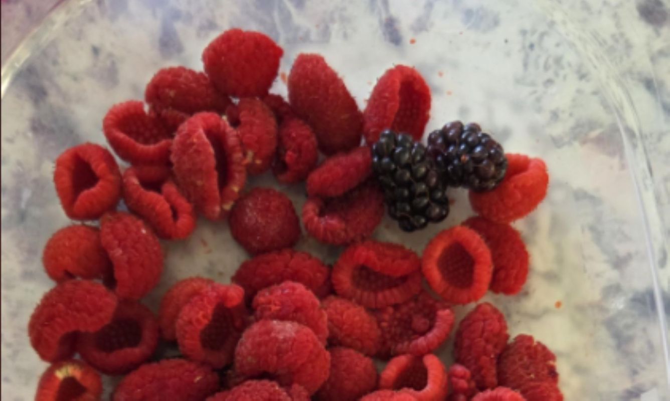 A mix of fresh red raspberries and a single blackberry in a clear container.