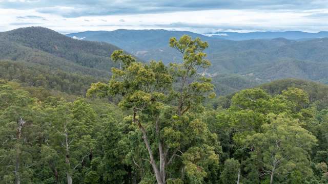 A panoramic view of lush green hills and valleys under a cloudy sky.