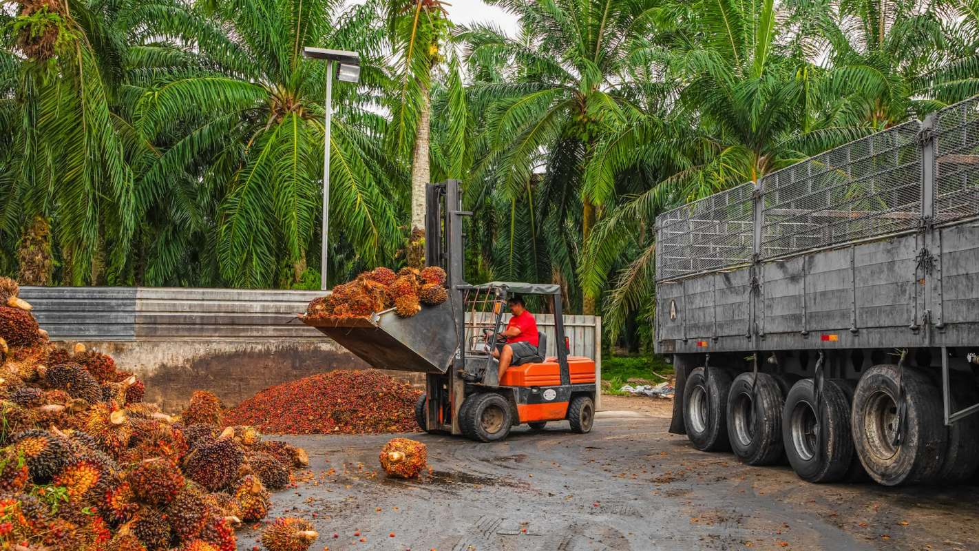 A forklift lifts harvested palm fruits near a large truck in a lush palm oil plantation.