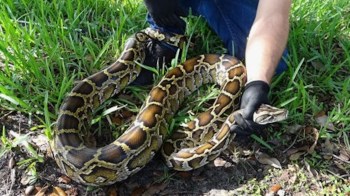 A person wearing gloves holds a large python.