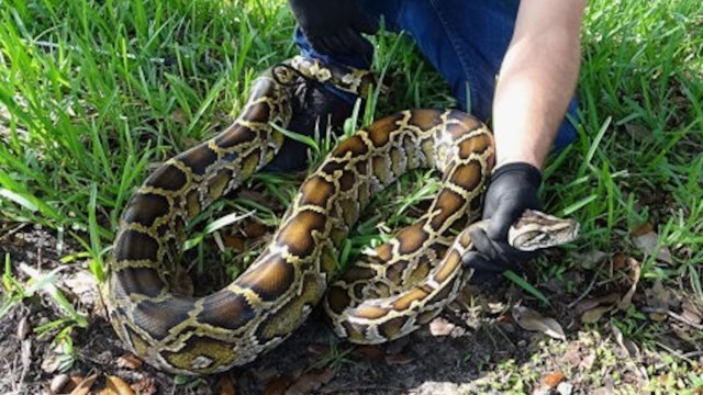 A person wearing gloves holds a large python.