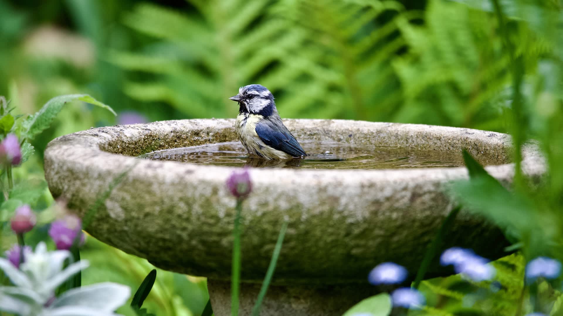 Transform Your Backyard into a Wildlife Oasis this Summer