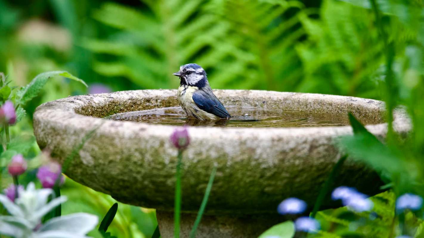UK heatwaves can leave birds desperate for water — a shady bath can help save them