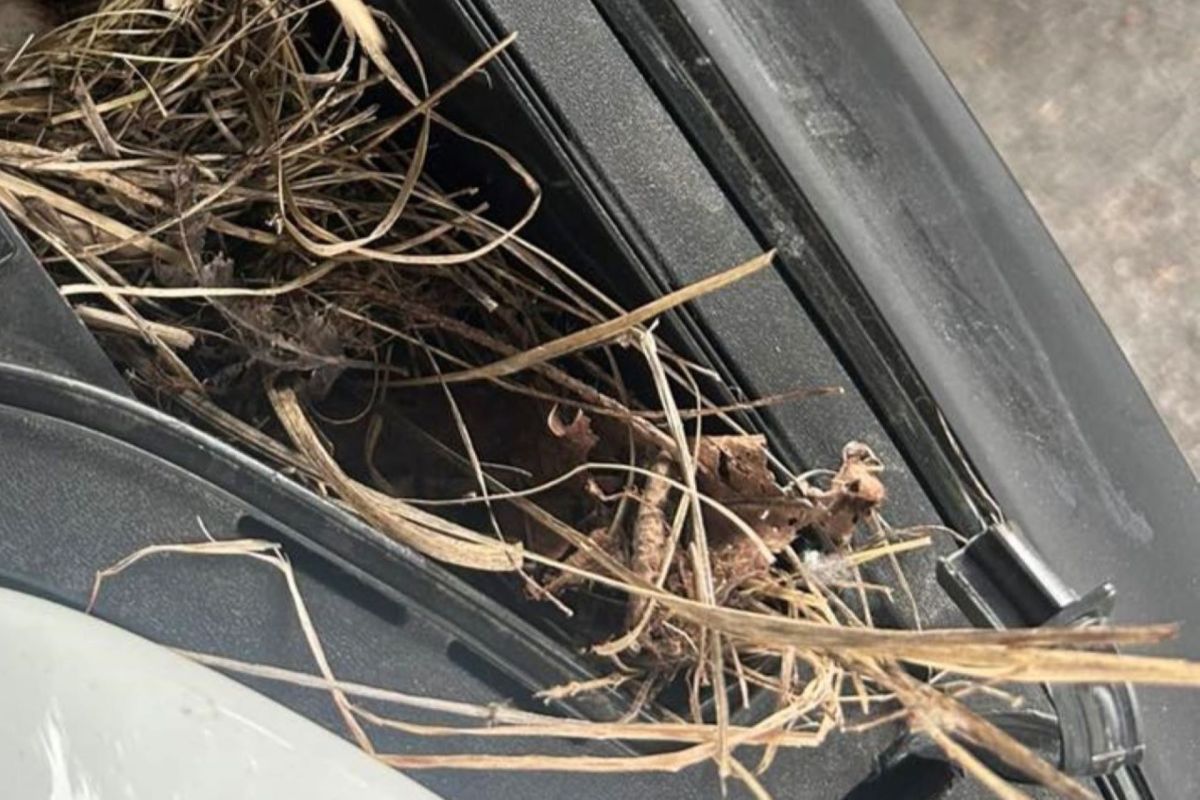 Dry grass and leaves peek out from a small opening on a motorcycle.