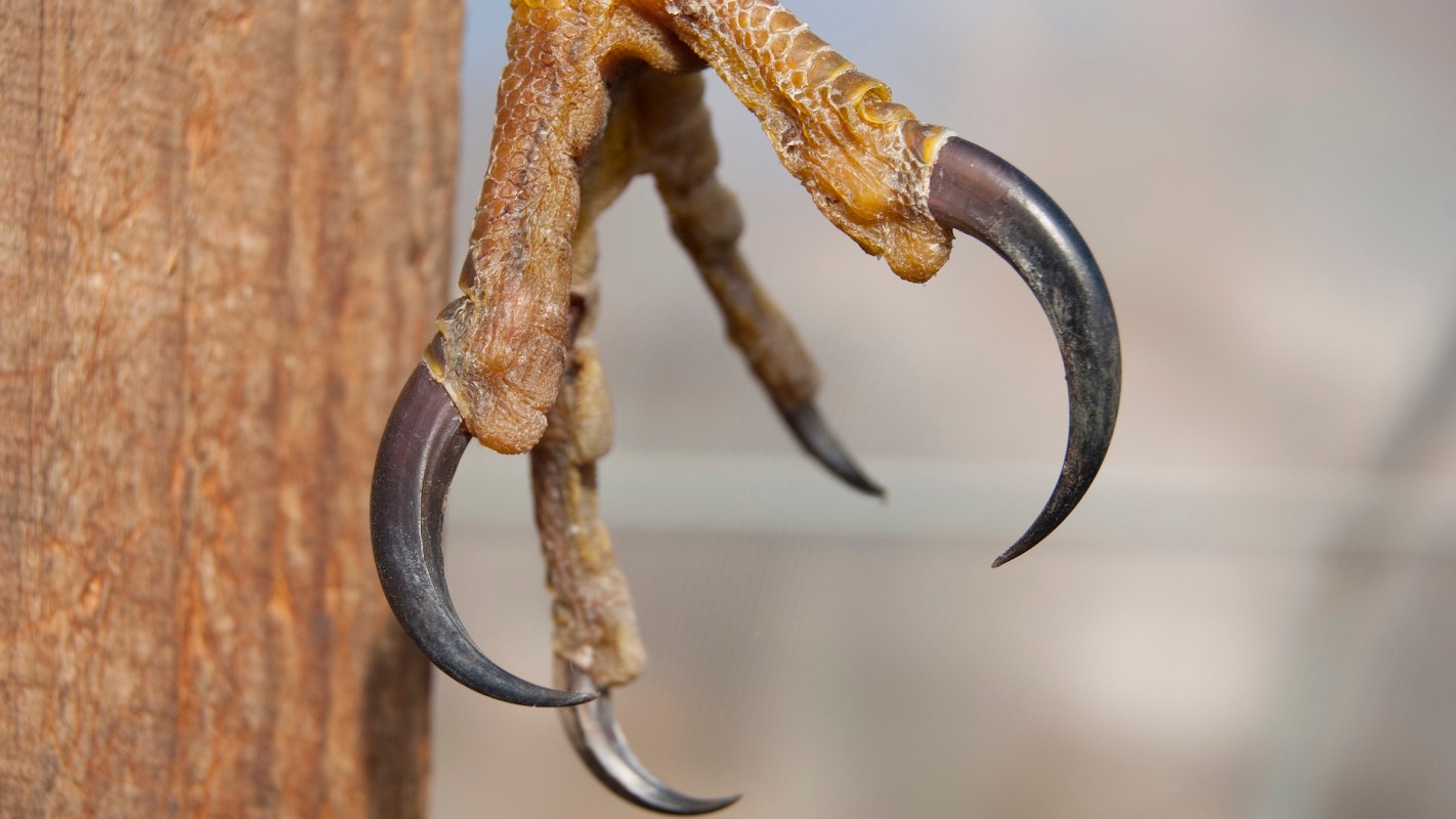 A close-up of an eagle's sharp claws gripping a wooden post.