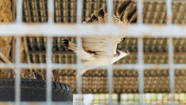 A hawk takes flight while perched near a tire inside a cage structure.