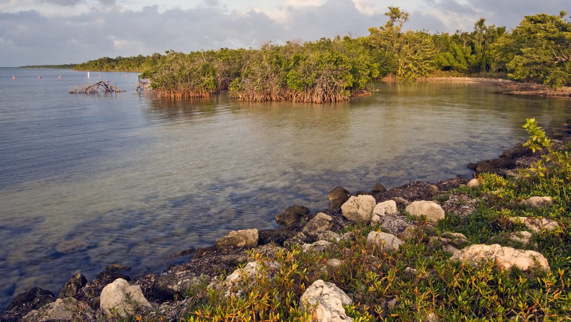 Scientists warn Florida's Biscayne Bay is growing warmer, saltier, and more acidic