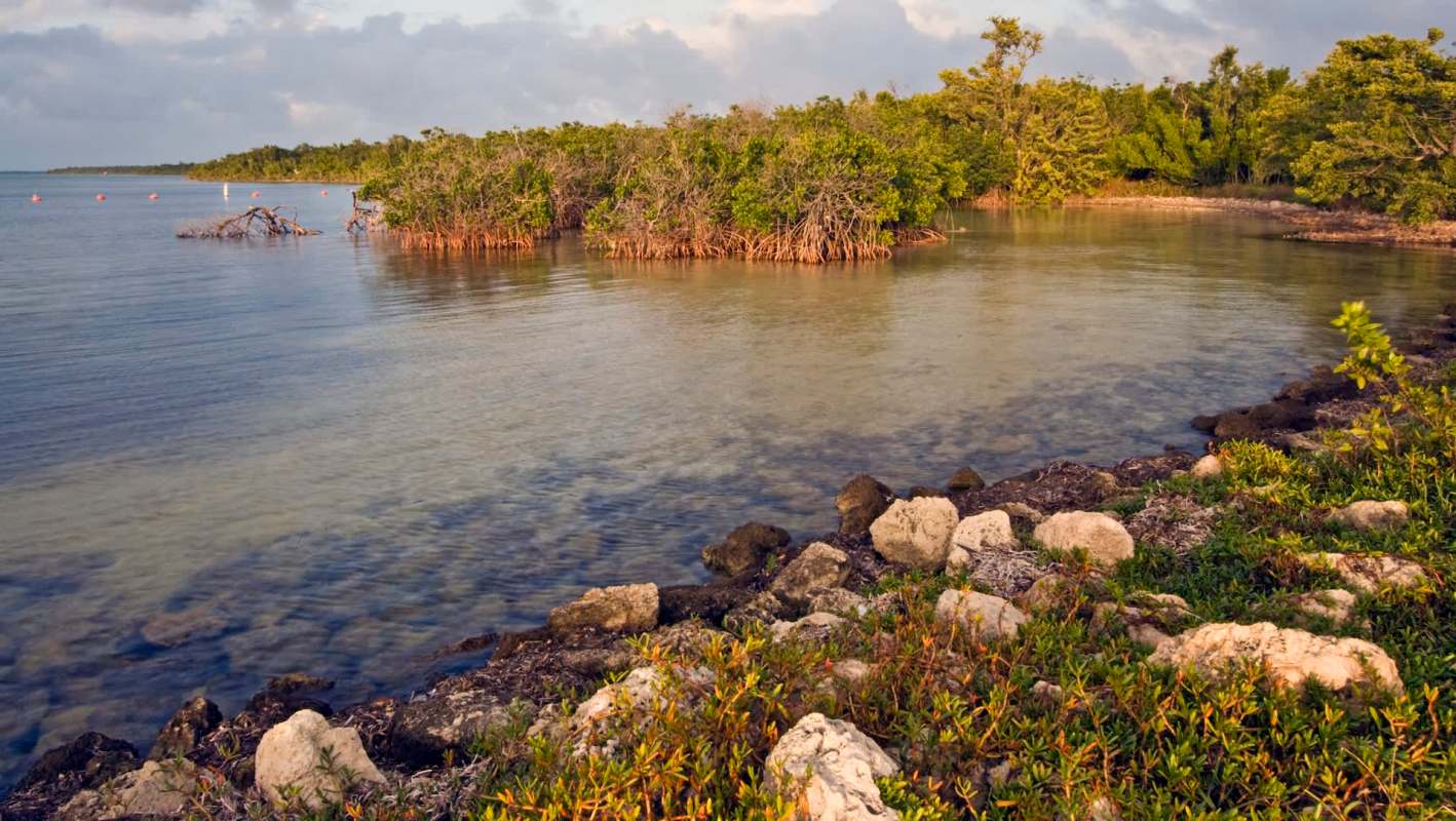 A serene coastal scene featuring clear water, mangroves, and rocky shorelines under a cloudy sky.