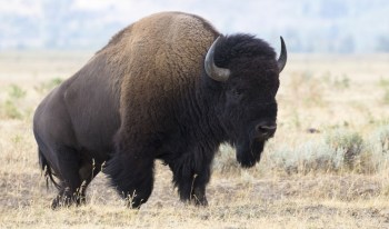 A close-up of a bison standing in a grassy field with a blurred background.