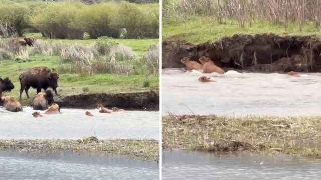 A herd of bison grazing along a riverbank and swimming in water.