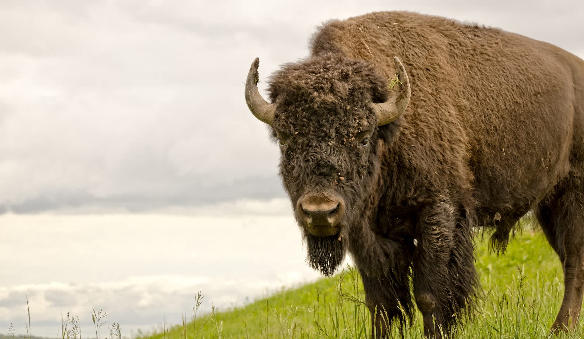 More than 900 Montana bison face removal from federal land after Trump administration decision