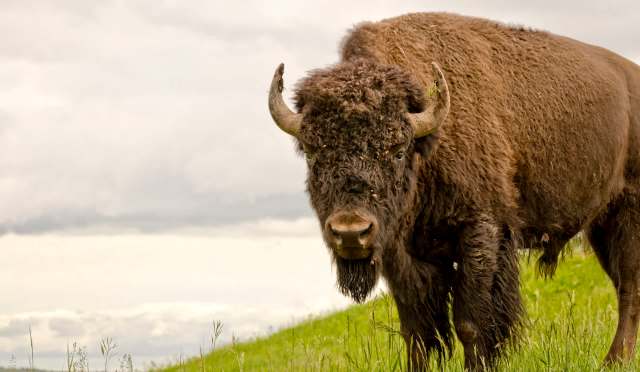A close-up of a bison standing on a grassy hill under a cloudy sky.