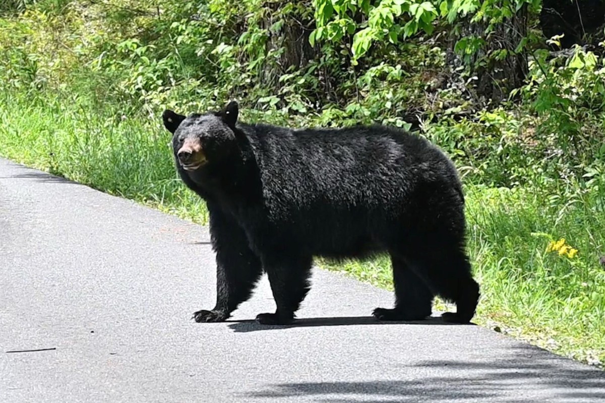 A black bear stands on a road surrounded by greenery.
