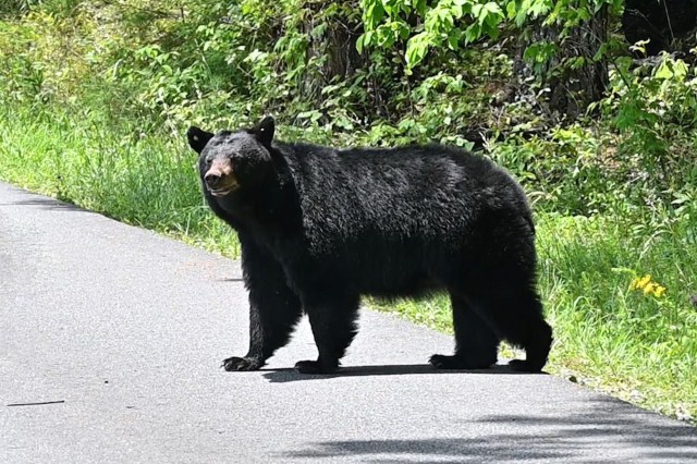 A black bear stands on a road surrounded by greenery.