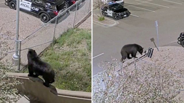 A bear walking along a ledge and later a fence near police vehicles in a parking lot.