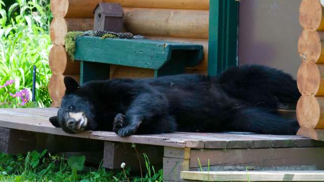 A black bear lies relaxed on a wooden porch surrounded by greenery and flowers.