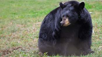 A large black bear sits quietly on green grass, its fur thick and shiny.