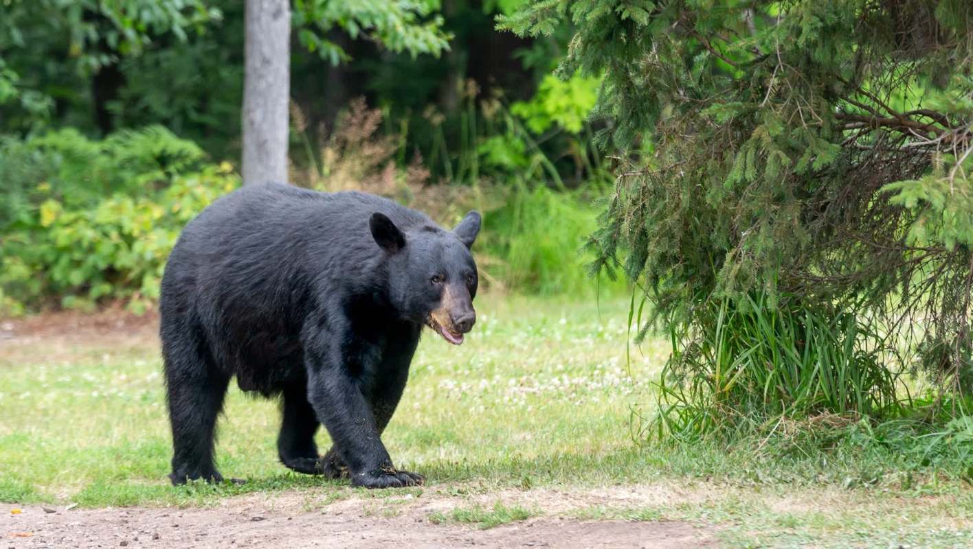 A black bear walking through green grass near trees in a natural setting.