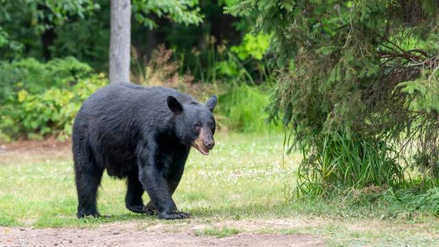 A black bear walking through green grass near trees in a natural setting.