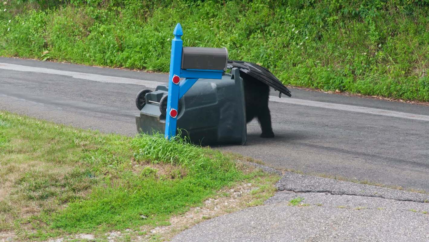 A bear is seen rummaging through an overturned trash bin near a blue mailbox on a roadside.