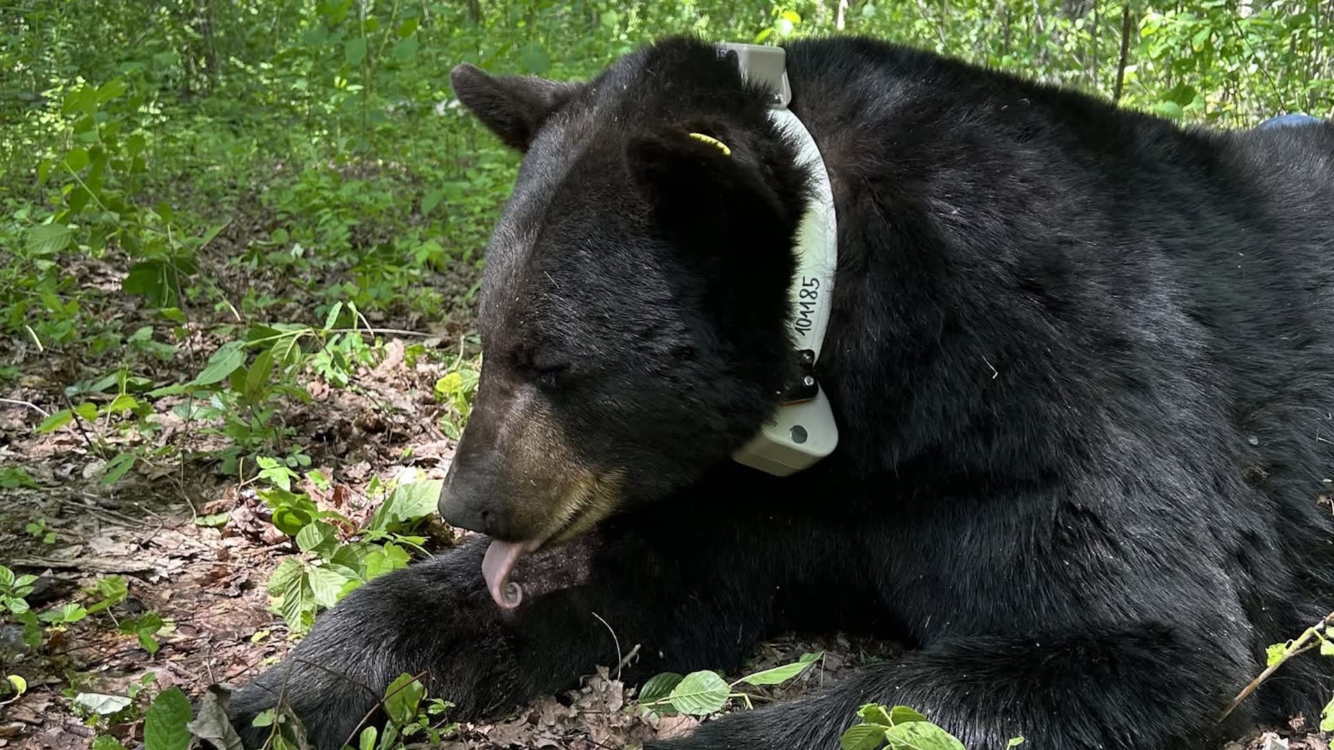 Ohio wildlife officials collar unusually large 576-pound black bear amid rising in sightings