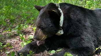 A black bear with a tracking collar is licking its paw while resting on the forest floor.