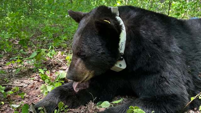 A black bear with a tracking collar is licking its paw while resting on the forest floor.
