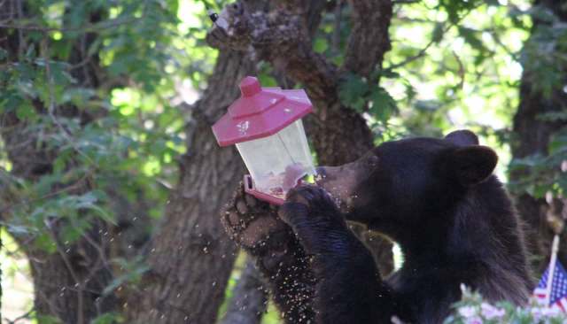 A black bear reaches for a bird feeder hanging from a tree in a lush, green environment.