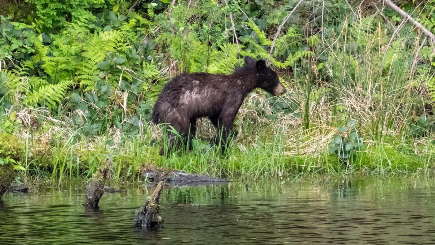 A young black bear stands near water, surrounded by green foliage and grasses.