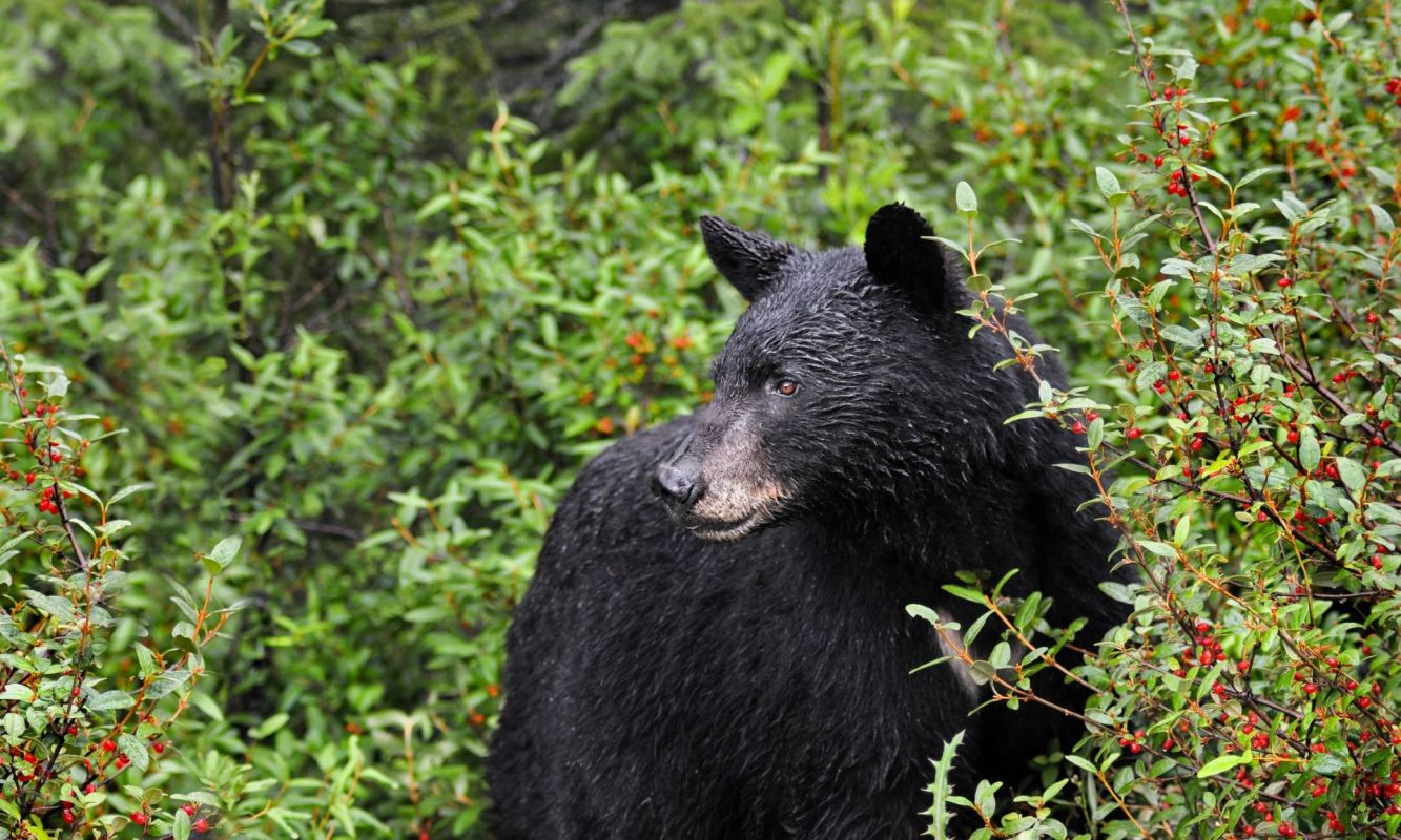 A black bear stands among green foliage with red berries, looking to the side.