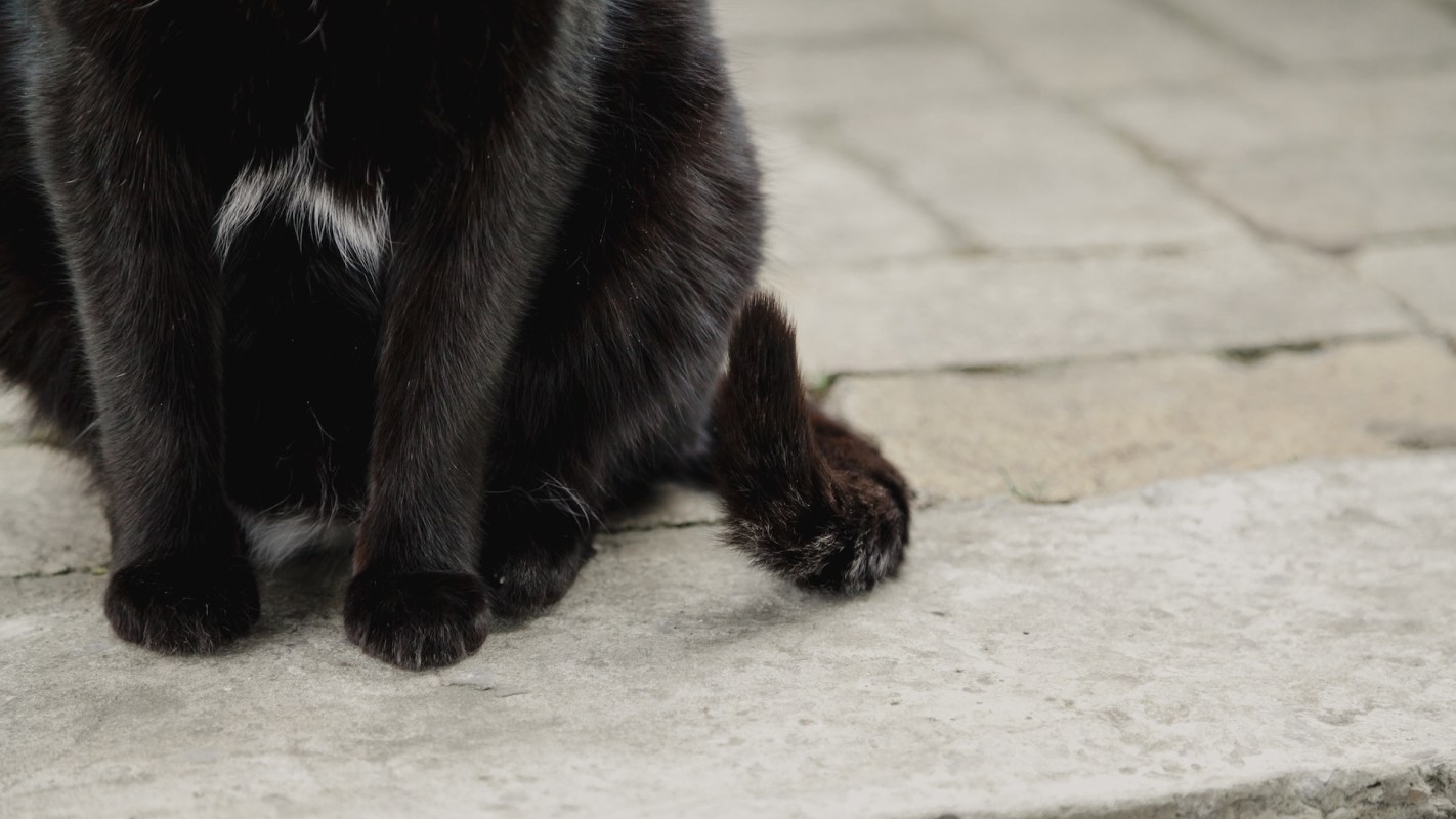 A close-up of a black cat sitting on a stone pathway, revealing its paws and small tail.