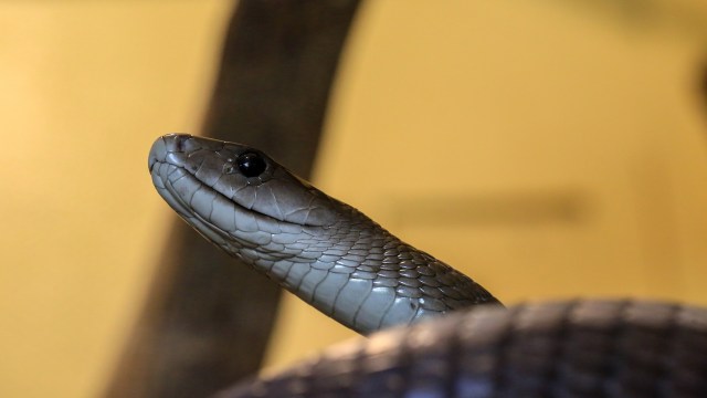 A close-up of a sleek gray snake with a pointed head and smooth scales against a blurred background.