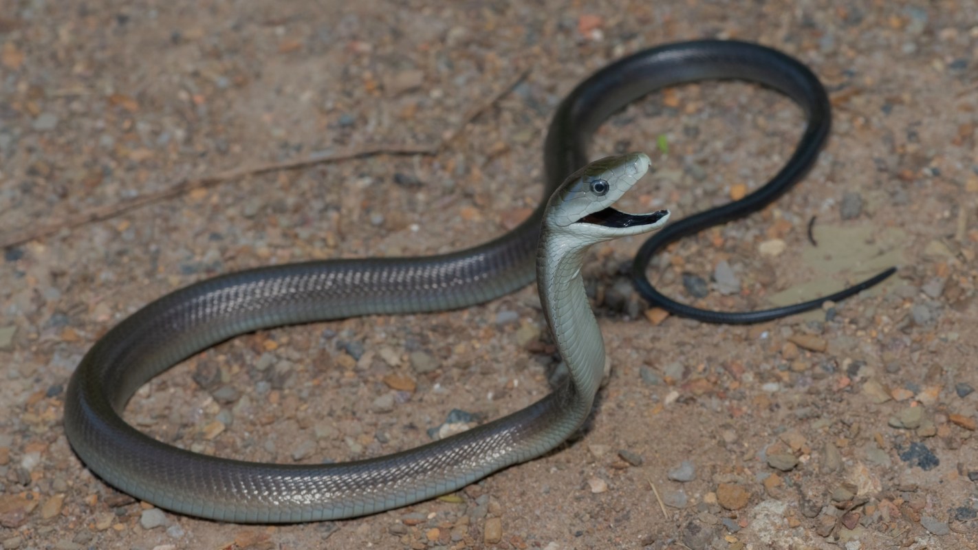 A snake with a slender body and a distinctive pattern is coiled on a gravel surface, with its mouth open.