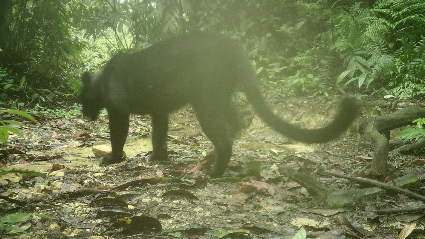 A dark-colored black panther walks through a lush, green forest with leaf litter on the ground.