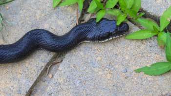 A black rat snake is slithering over gray stones, surrounded by small green plants.