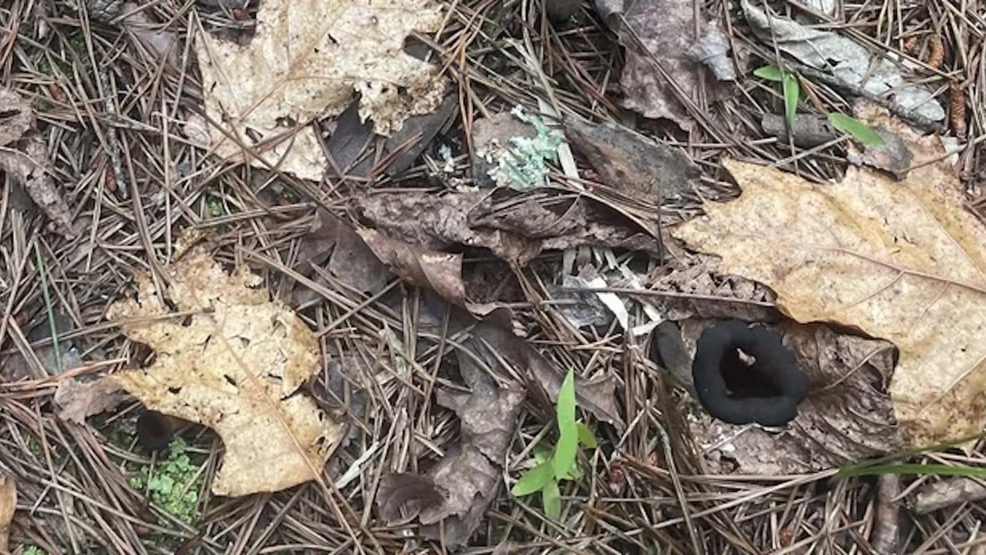 A dark mushroom surrounded by fallen leaves and pine needles on the forest floor.