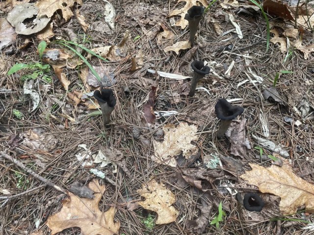 A dark mushroom surrounded by fallen leaves and pine needles on the forest floor.