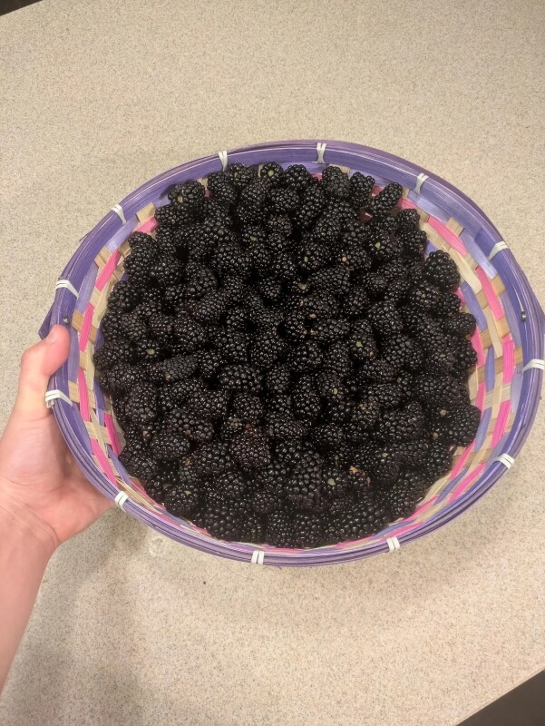 A large bowl full of blackberries.