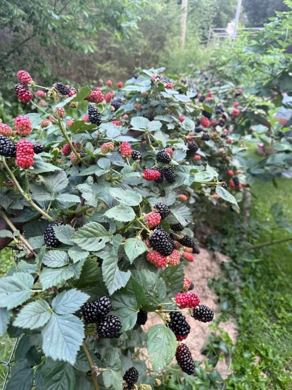 Blackberries growing on a healthy-looking plant.