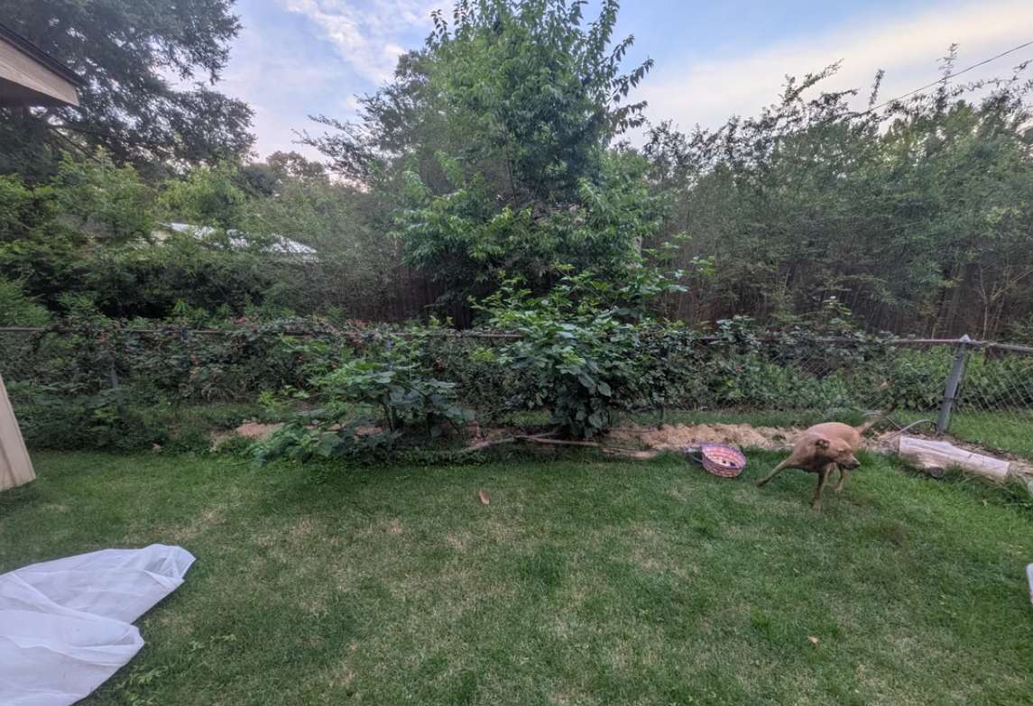 A dog plays in a grassy backyard surrounded by dense bushes and trees under a partly cloudy sky.