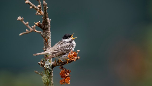 A small bird with a black and white plumage perched on a branch, singing with its beak open.