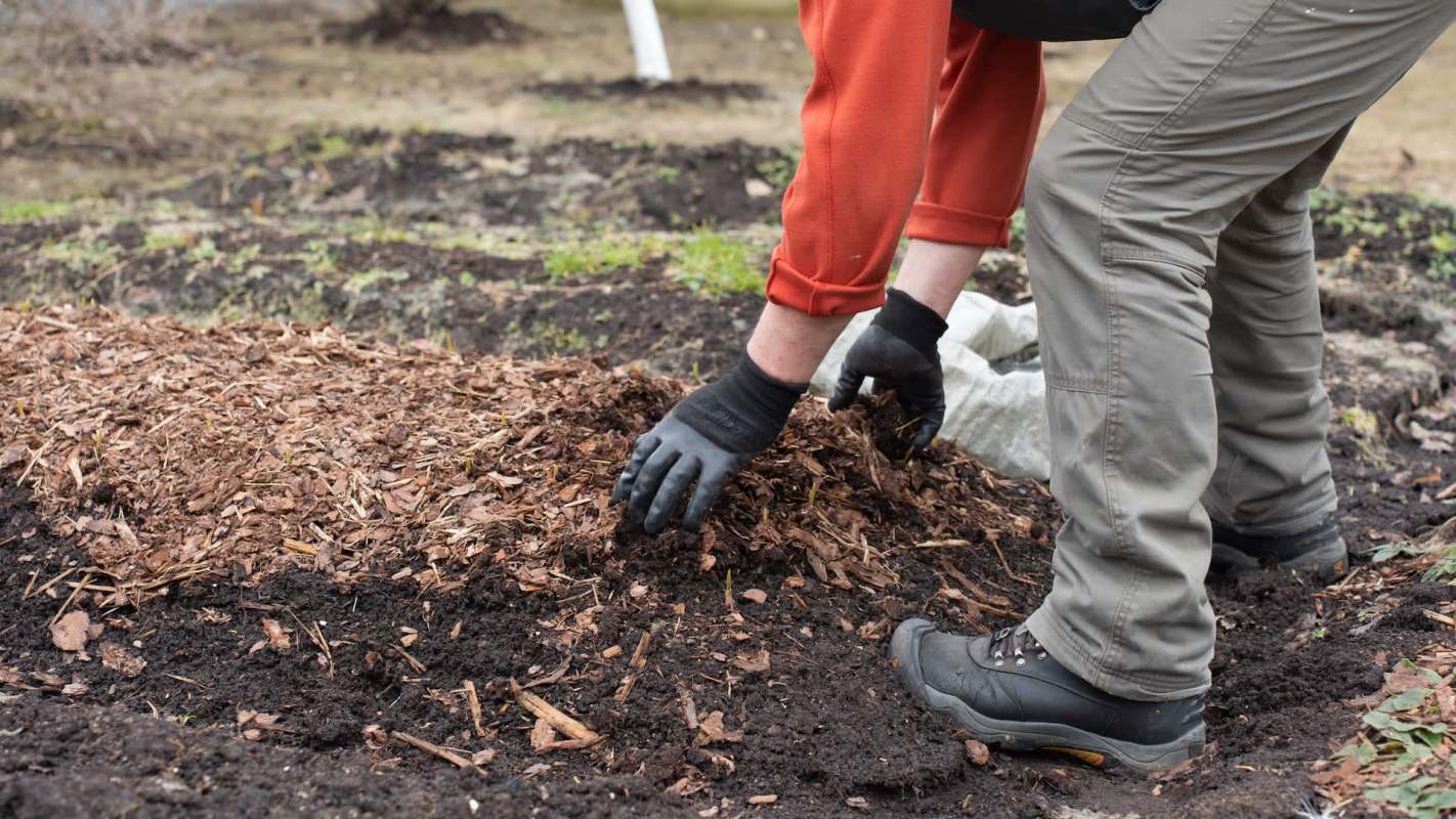 A person in gloves adds mulch to a garden bed.