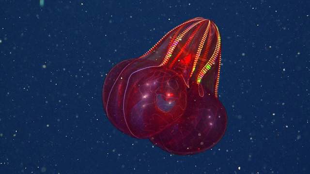 A bioluminescent jellyfish gliding through dark ocean waters, displaying a vibrant red glow.