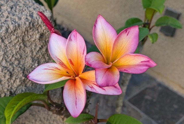 Two vibrant pink and orange plumeria flowers blooming in front of textured background.
