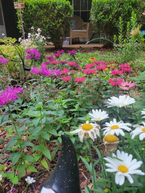 Several colorful flowers in a garden.