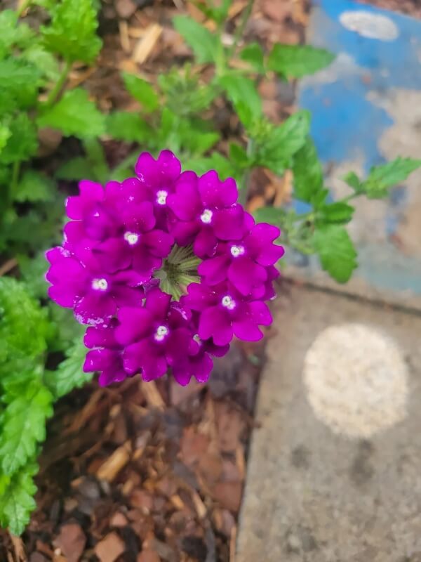 A close-up of a flower with deep purple leaves.