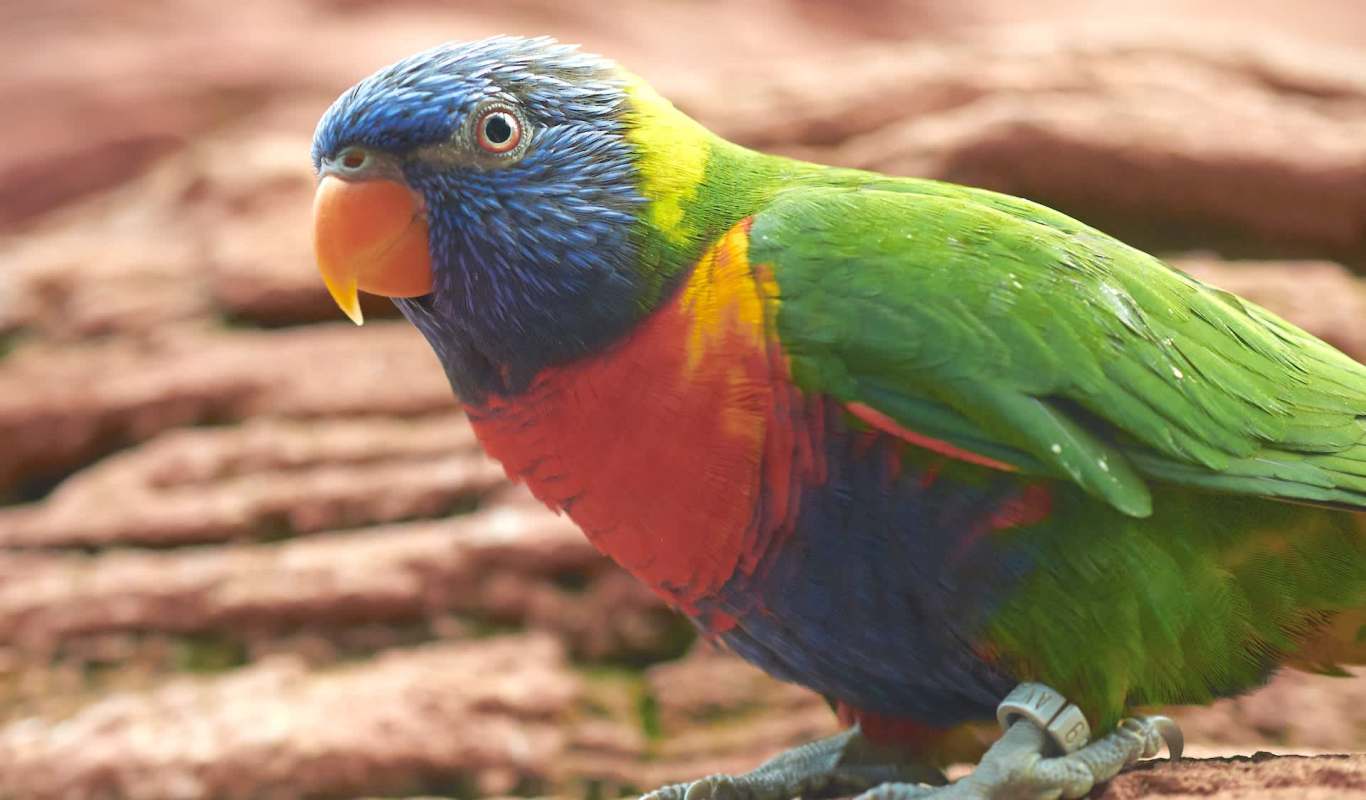 A colorful parrot with a blue head as well as green and red feathers perched on a wooden surface.