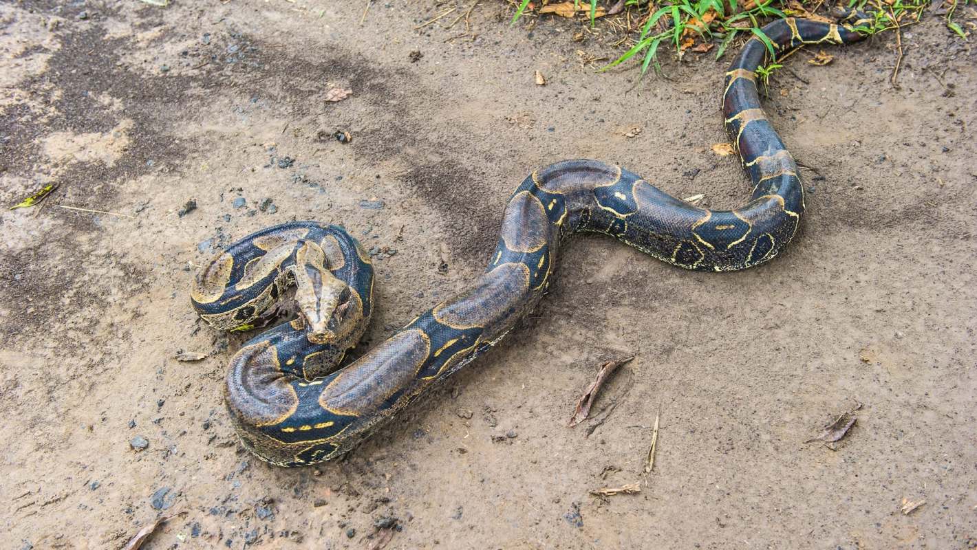 A coiled boa constrictor on the ground.